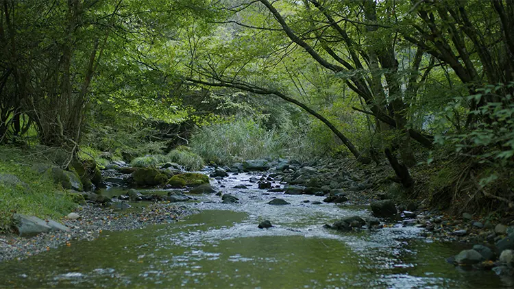 在山梨县'都留'的大自然中深呼吸。
这里有河流穿过，有樱花、银杏、枫树、野花、蘑菇、溪流、瀑布。富士山的天然水和四季植物。